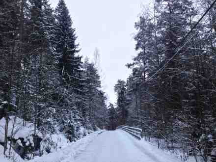 A frozen forest in Kuopio, Finland