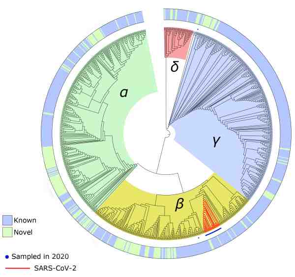 A visual description of coronaviruses genomes from Rob Finn's team at EMBL-EBI